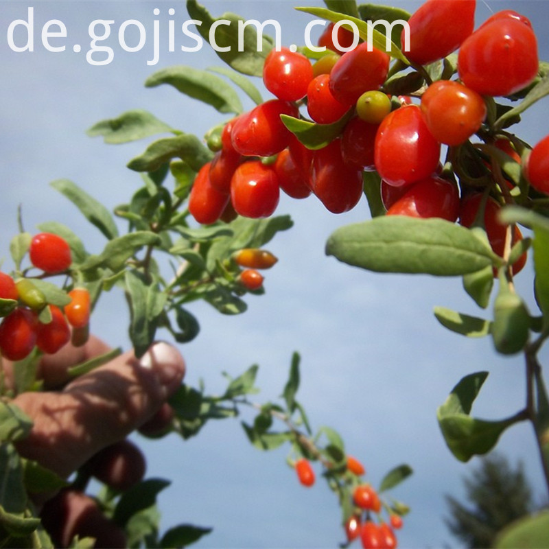 frische mehrfache Vorteile goji Beere fresh Multiple Benefits goji berry